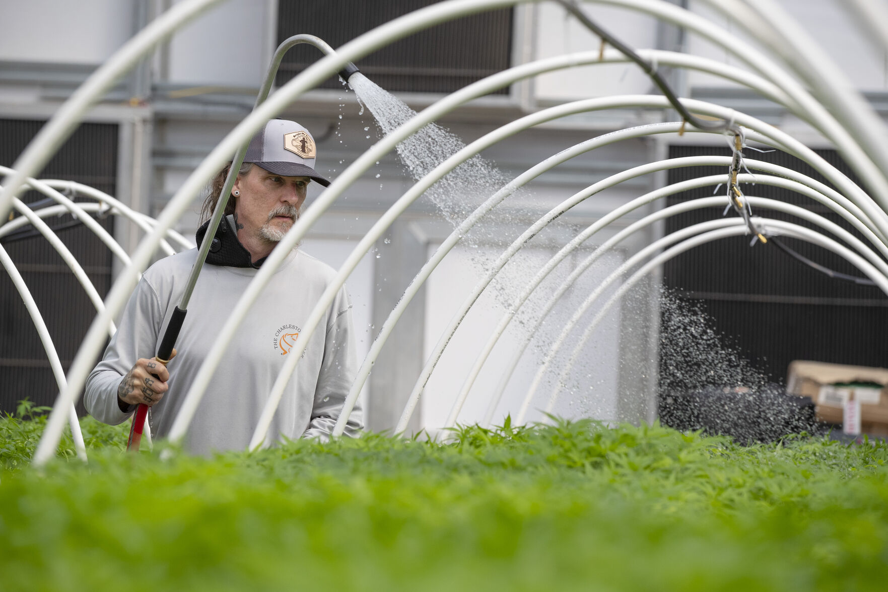 watering hemp plants.jpg